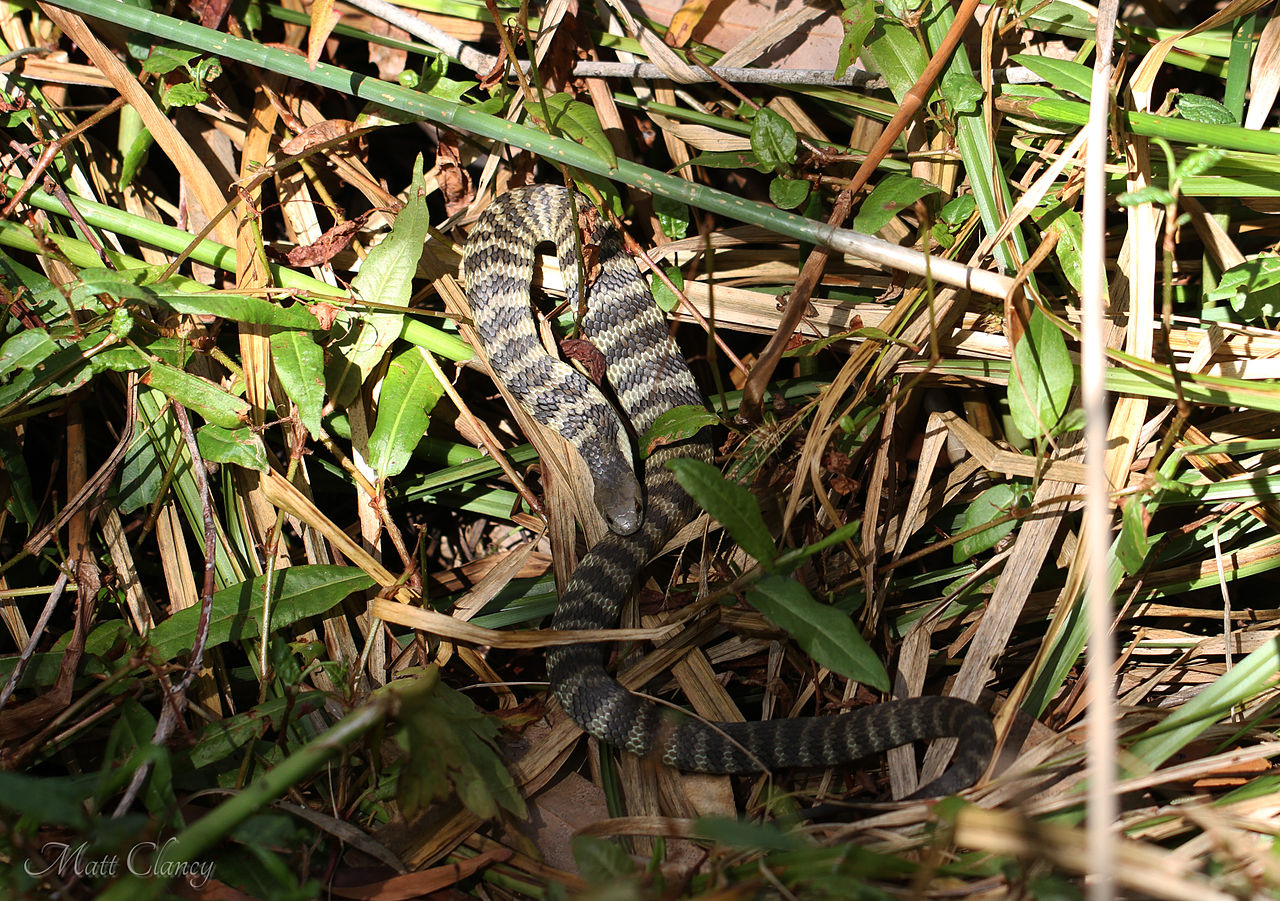 Șarpele-tigru australian