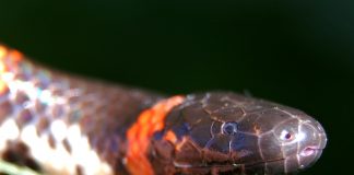 Șarpele-tub cu coadă roșie (Cylindrophis ruffus), află totul despre această specie
