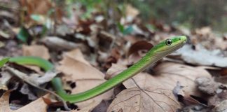 Șarpele verde aspru (Opheodrys aestivus), are corpul mic și delicat