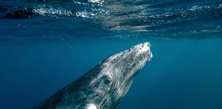 Știati ca balena cu cocoașă (Megaptera novaeangliae) trăiește și 50 de ani