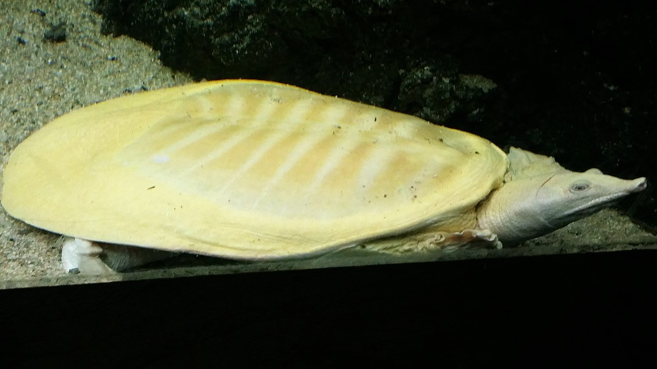 Țestoasa chinezească cu carapace moale