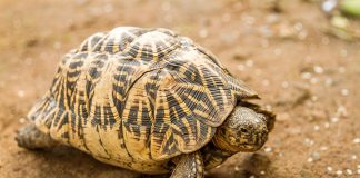 Țestoasa stelată indiană (Geochelone elegans), una dintre cele mai interesante specii