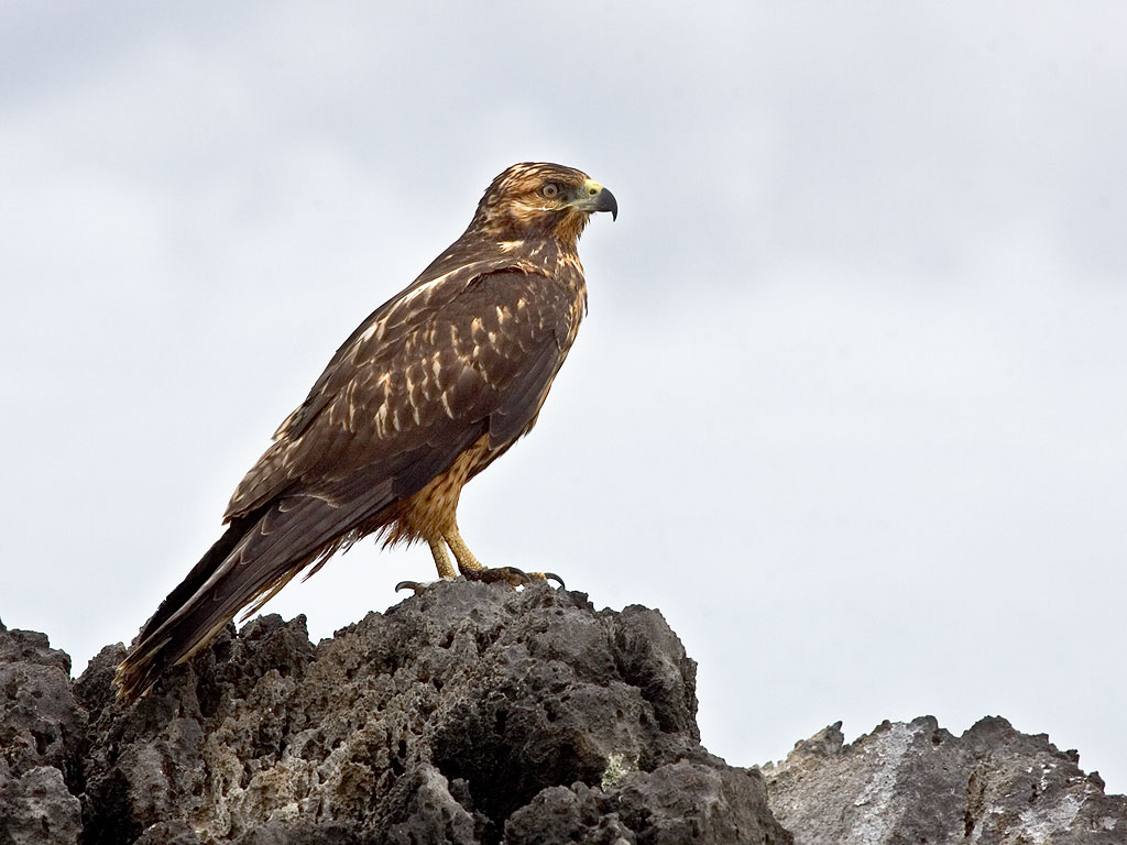 Șoimul de Galapagos (Buteo galapagoensis), o pasăre nemigratoare