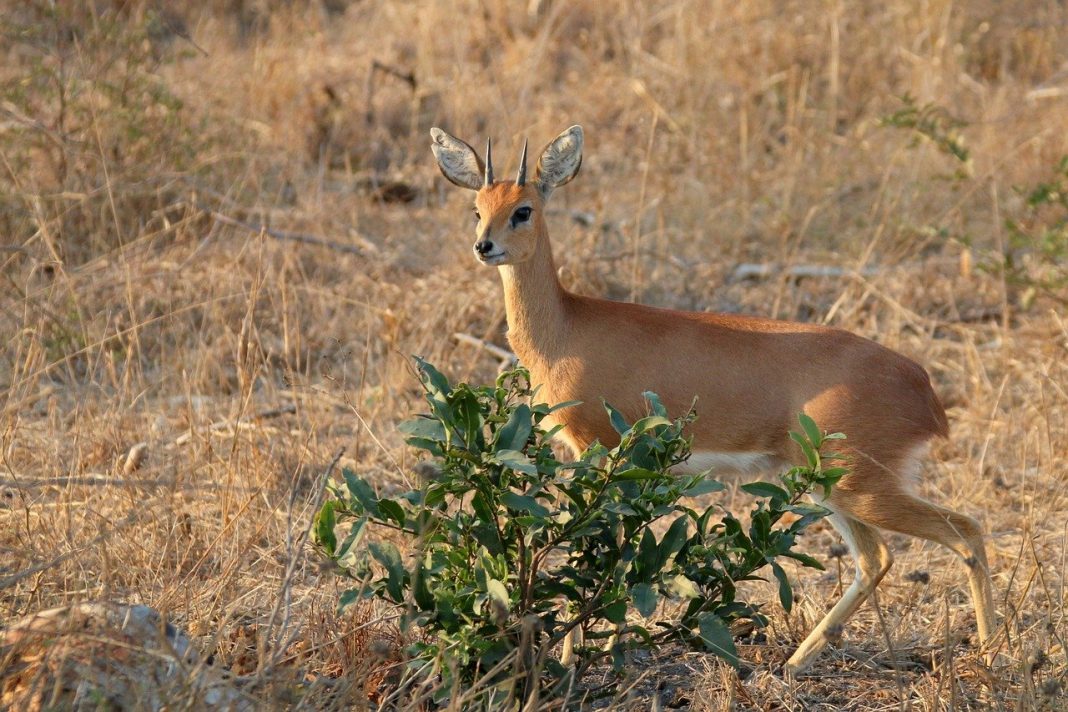 Antilopa mică de câmpie (Raphicerus campestris) din Africa Antilopa mică de câmpie (Raphicerus campestris) din Africa