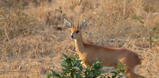 Antilopa mică de câmpie (Raphicerus campestris) din Africa