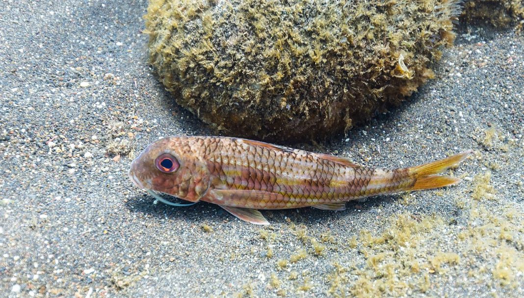 Barbunul vărgat (Mullus surmuletus), poate ajunge până la 1 kg Barbunul vărgat (Mullus surmuletus), poate ajunge până la 1 kg