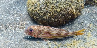 Barbunul vărgat (Mullus surmuletus), poate ajunge până la 1 kg