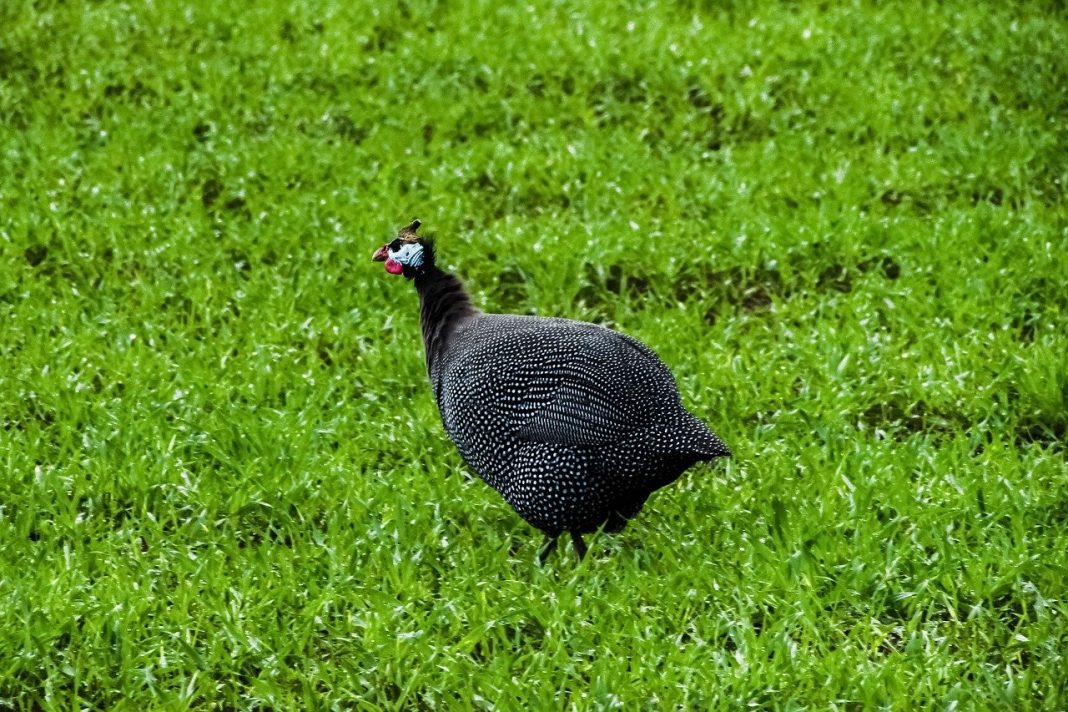 Bibilica cu mărgele roșii (Numida meleagris), o pasăre de vânat