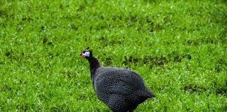 Bibilica cu mărgele roșii (Numida meleagris), o pasăre de vânat