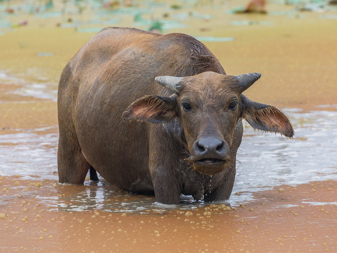 Bivolul indian (Bubalus bubalis), strămoșul bivolului domestic