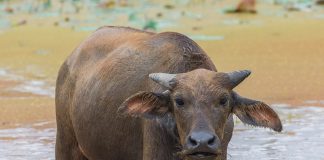Bivolul indian (Bubalus bubalis), strămoșul bivolului domestic