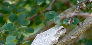 Broasca de copac gri (Chiromantis xerampelina), își poate schimba culoarea pielii