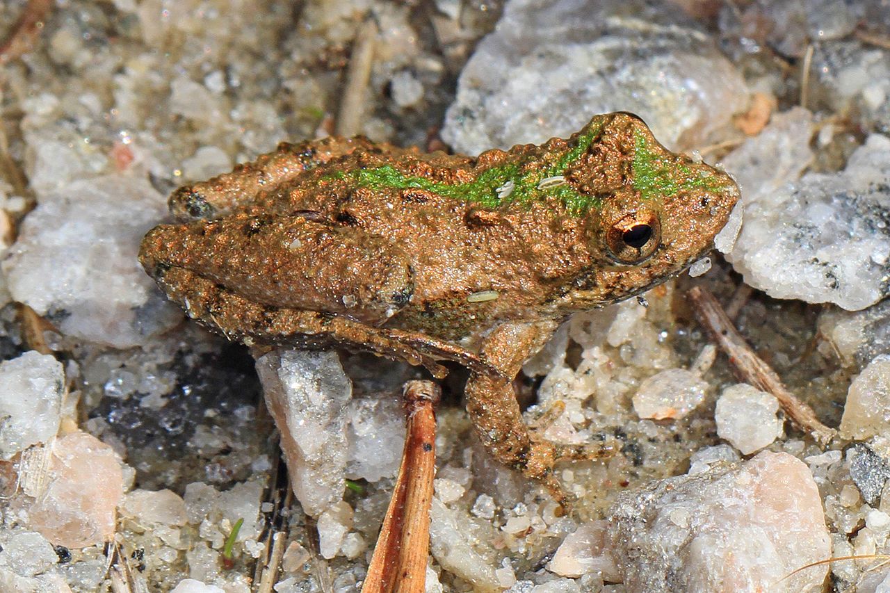 Broasca-greiere (Acris crepitans), preferă regiunile mlăștinoase