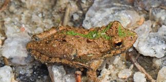 Broasca-greiere (Acris crepitans), preferă regiunile mlăștinoase