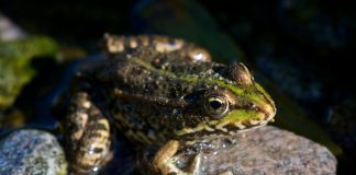 Broasca mare de lac (Rana ridibunda), are corpul robust cu piele groasă