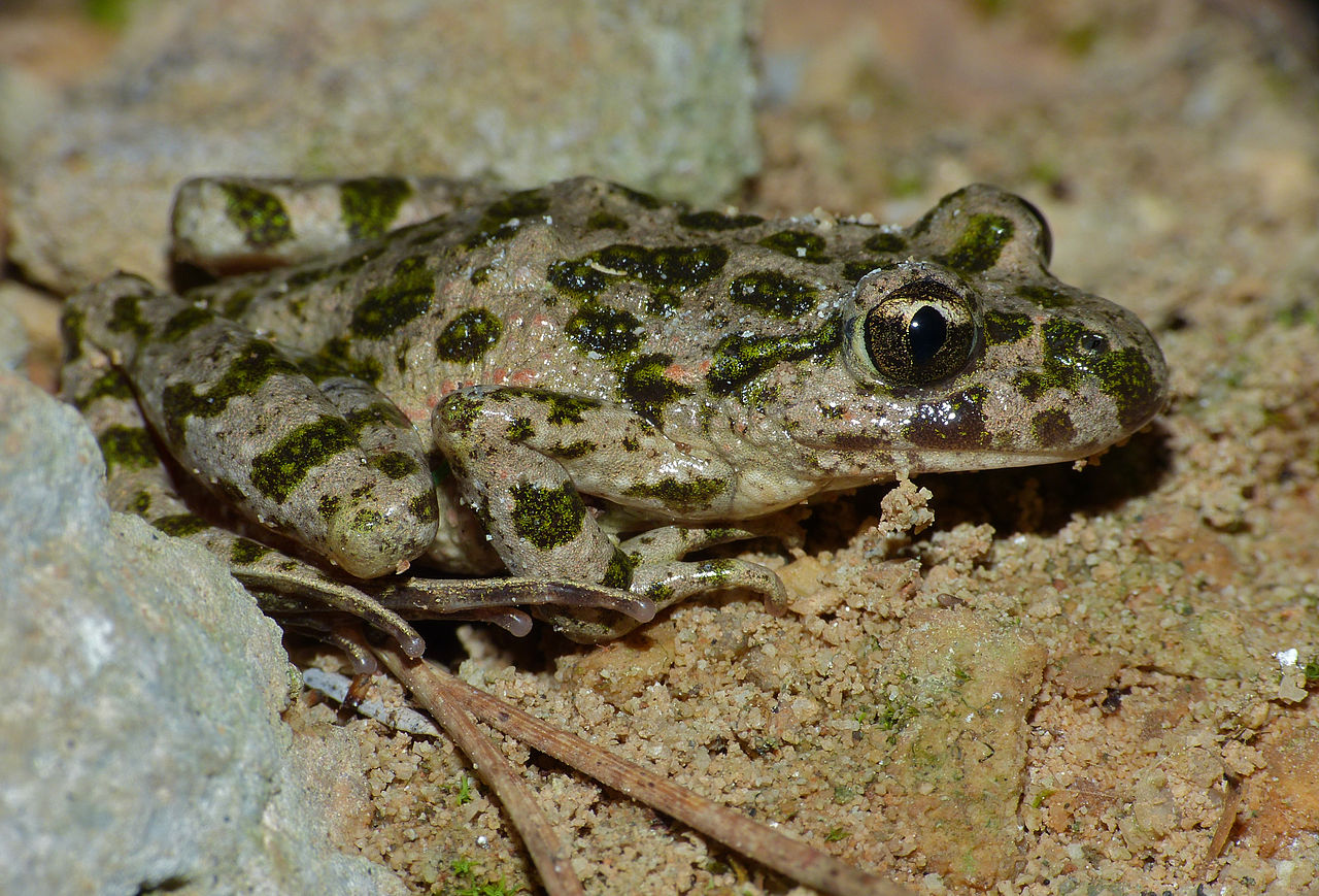 Broasca-pătrunjel (Pelodytes punctatus), vezi de unde și-a primit numele