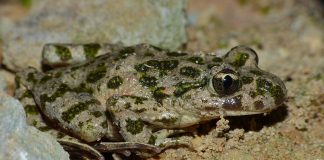 Broasca-pătrunjel (Pelodytes punctatus), vezi de unde și-a primit numele