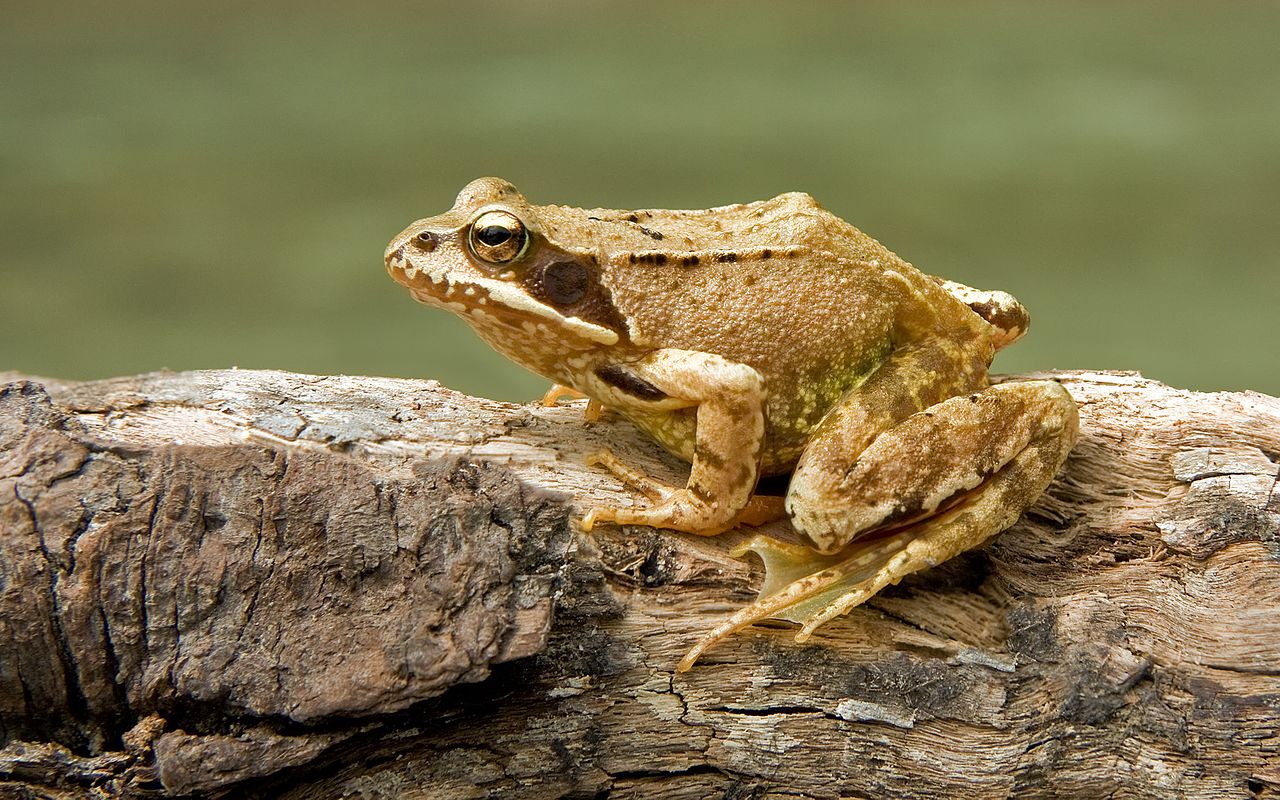 Broasca roșie de munte (Rana temporaria), cea mai răspândită specie