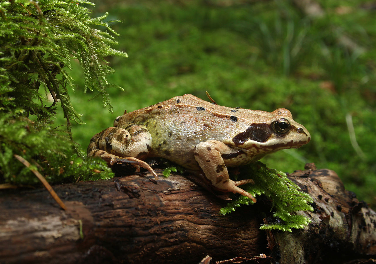 Broasca roșie de munte – o specie răspândită și adaptabilă