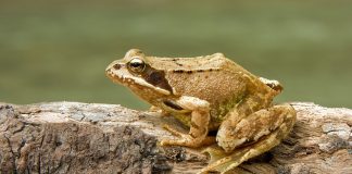 Broasca roșie de munte (Rana temporaria), cea mai răspândită specie