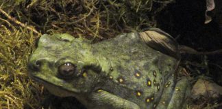 Broasca râioasă arboricolă a lui Boulenger (Pedostibes hosii)