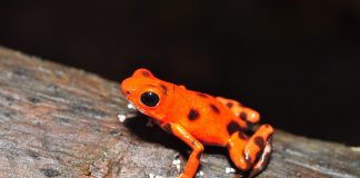 Broasca săgeată-veninoasă roz (Dendrobates pumilio), află totul despre această specie
