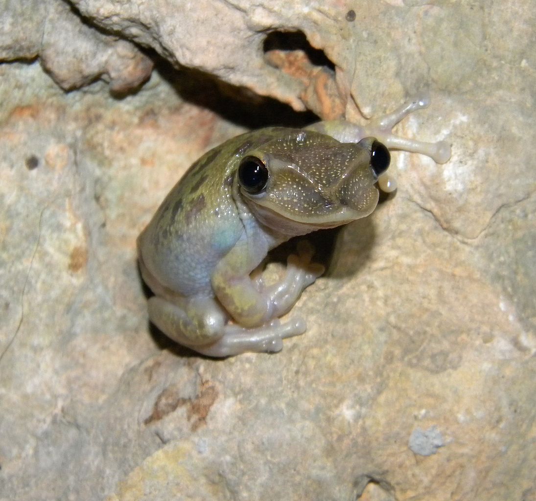 Brotăcelul cu cioc de rață (Triprion petasatus), vezi de unde și-a primit numele