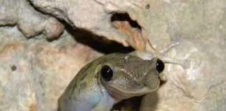 Brotăcelul cu cioc de rață (Triprion petasatus), vezi de unde și-a primit numele