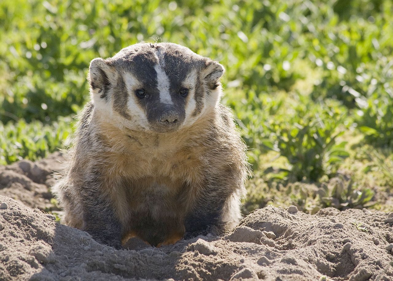 Bursucul american (Taxidea taxus), o mustelidă ce preferă regiunile deschise