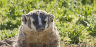 Bursucul american (Taxidea taxus), o mustelidă ce preferă regiunile deschise