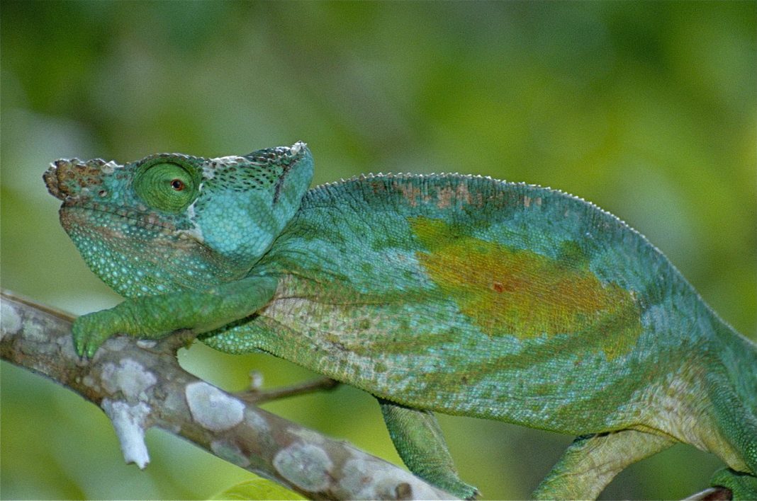 Cameleonul lui Parson (Calumma parsonii) din Insula Madagascar Cameleonul lui Parson (Calumma parsonii) din Insula Madagascar