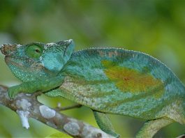 Cameleonul lui Parson (Calumma parsonii) din Insula Madagascar