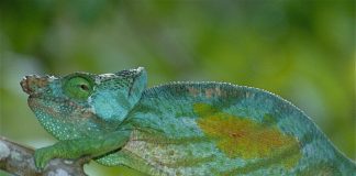 Cameleonul lui Parson (Calumma parsonii) din Insula Madagascar