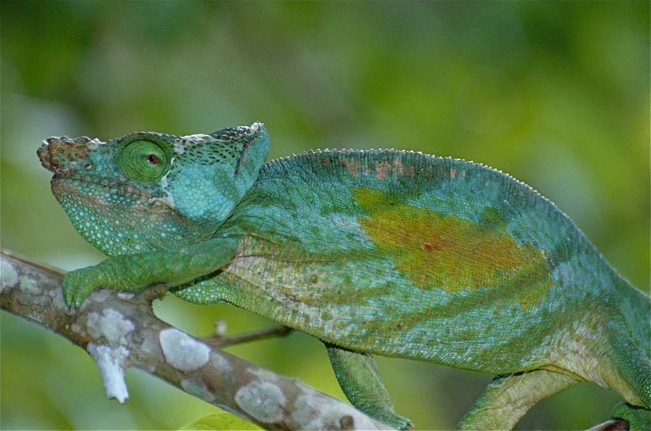 Cameleonul lui Parson (Calumma parsonii) din Insula Madagascar