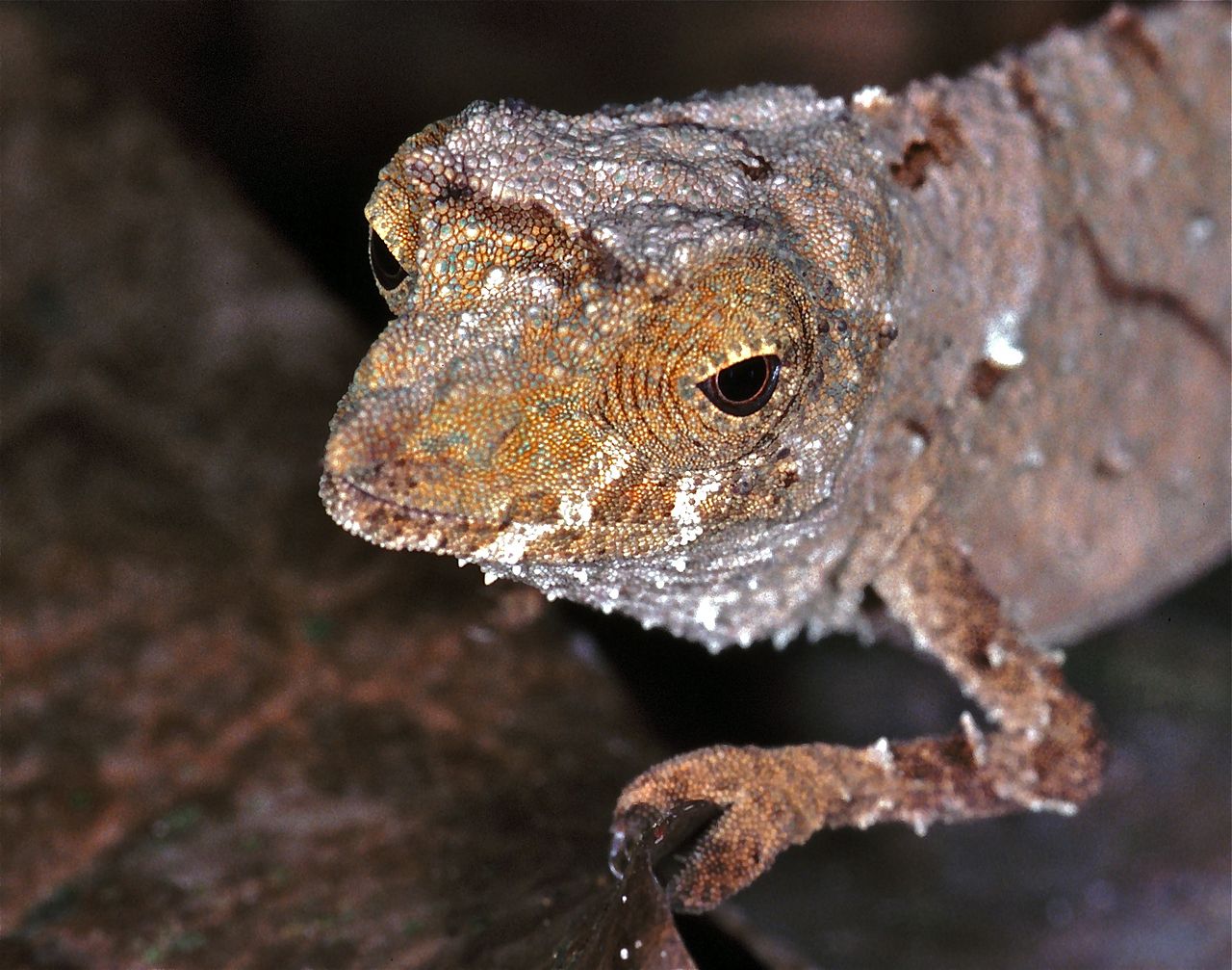 Cameleonul pigmeu vestic (Rampholeon spectrum), o specie de șopârle din Ecuator