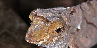 Cameleonul pigmeu vestic (Rampholeon spectrum), o specie de șopârle din Ecuator