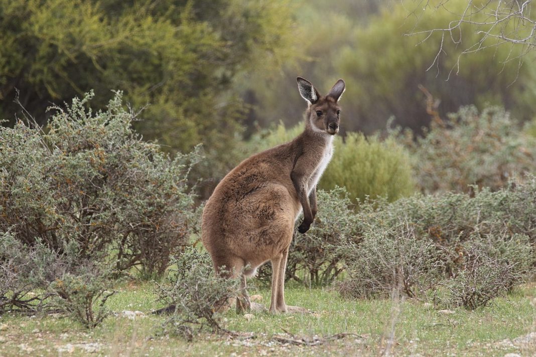 Cangurul cenușiu apusean (Macropus fulginosus), un mamifer marsupial