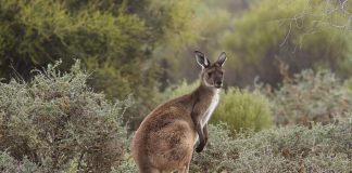 Cangurul cenușiu apusean (Macropus fulginosus), un mamifer marsupial