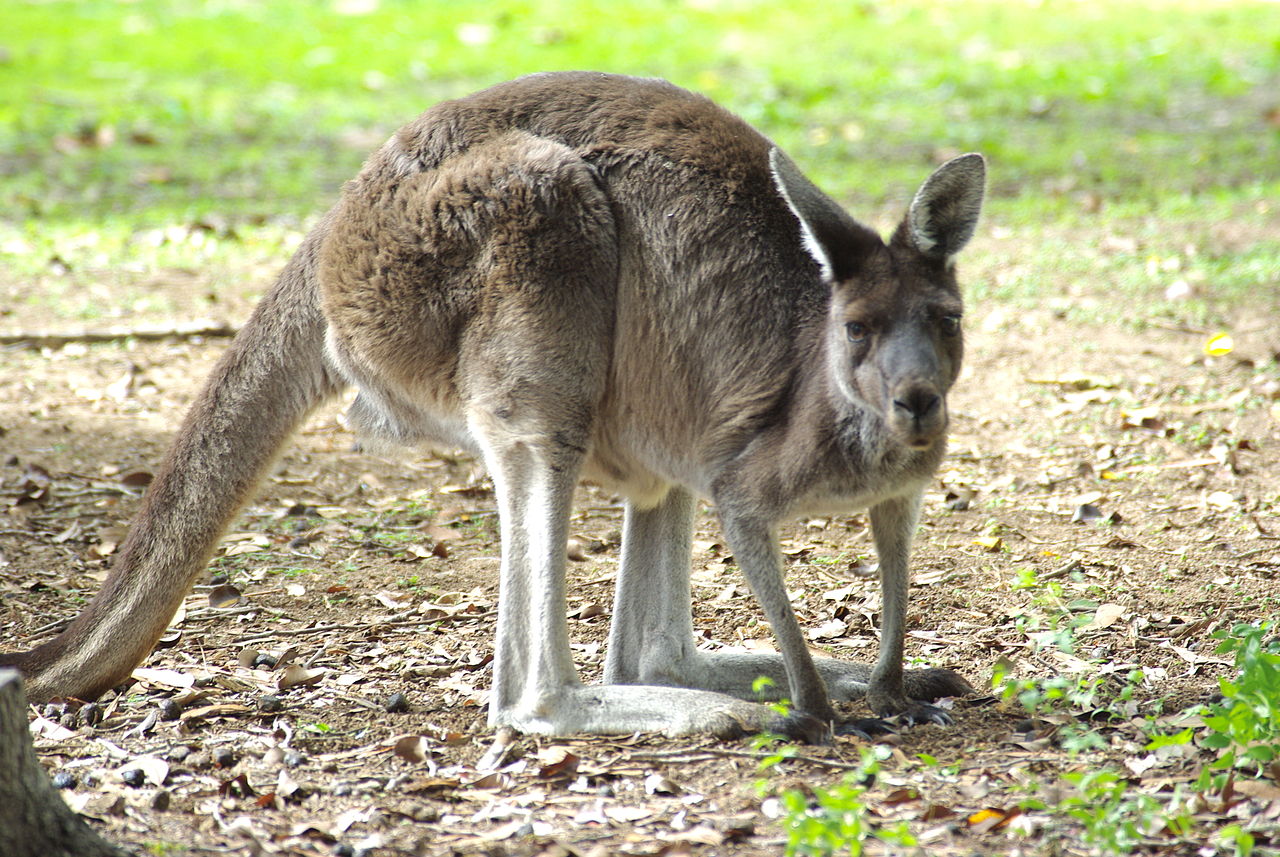 Cangurul cenușiu apusean