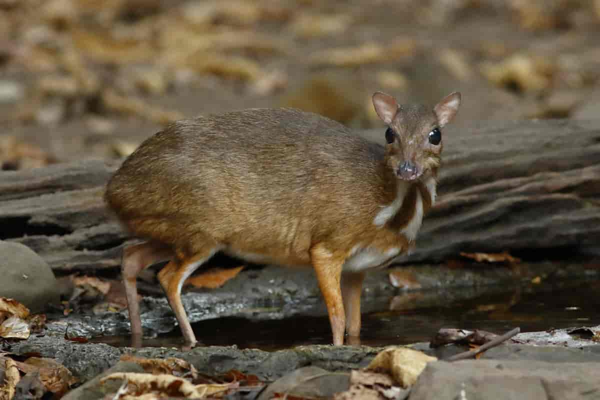 Cerbul pitic pătat indian (Tragulus meminna), asemănător căprioarei