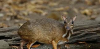 Cerbul pitic pătat indian (Tragulus meminna), asemănător căprioarei