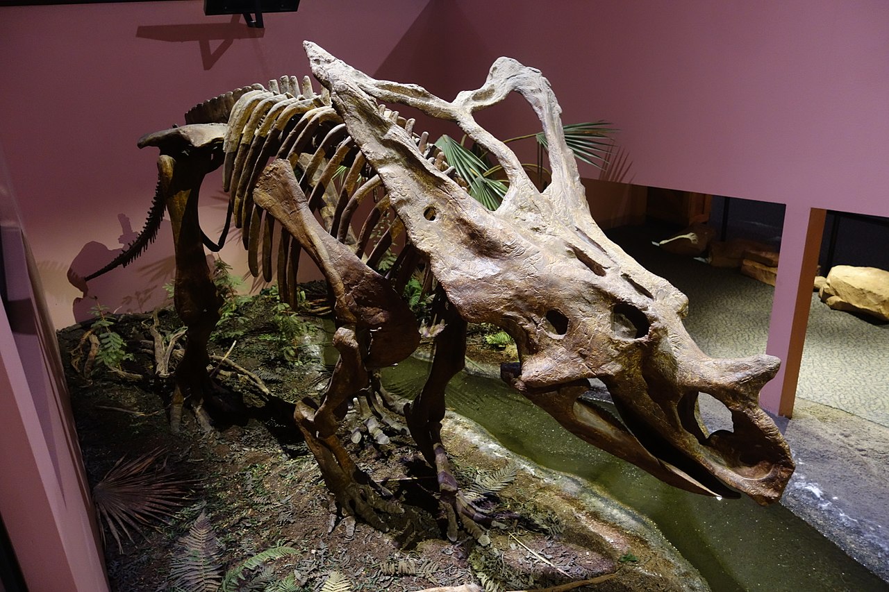 Chasmosaurus