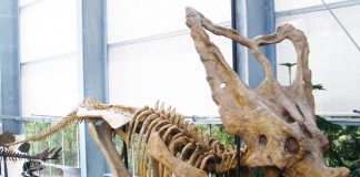 Chasmosaurus, dinozaurul cu platoșă care a trăit în Cretacicul superior