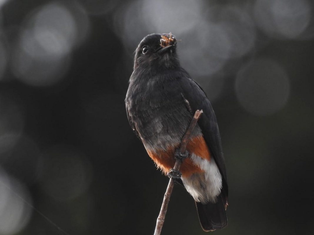 Chelidoptera tenebrosa, pasăre pufoasă ce se aseamănă în zbor cu un liliac Chelidoptera tenebrosa, pasăre pufoasă ce se aseamănă în zbor cu un liliac