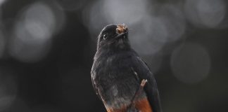 Chelidoptera tenebrosa, pasăre pufoasă ce se aseamănă în zbor cu un liliac