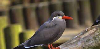 Chira de mare Inca (Larosterna inca), se hrănesc cu mici sardele