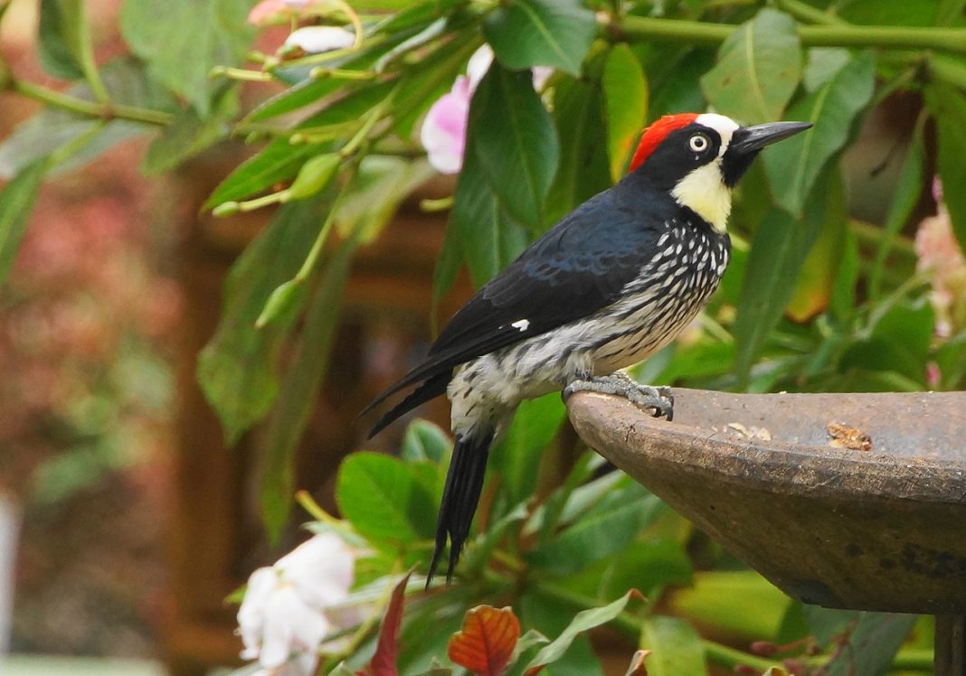 Ciocănitoarea de ghindă (Melanerpes formicivorus), pot cântări până la 90 g