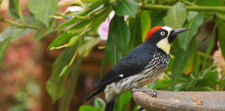 Ciocănitoarea de ghindă (Melanerpes formicivorus), pot cântări până la 90 g