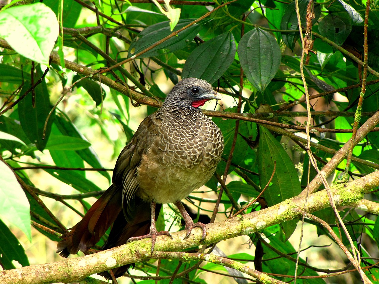 Cocoșul hoco pitic (Ortalis motmot), o pasăre de vânat