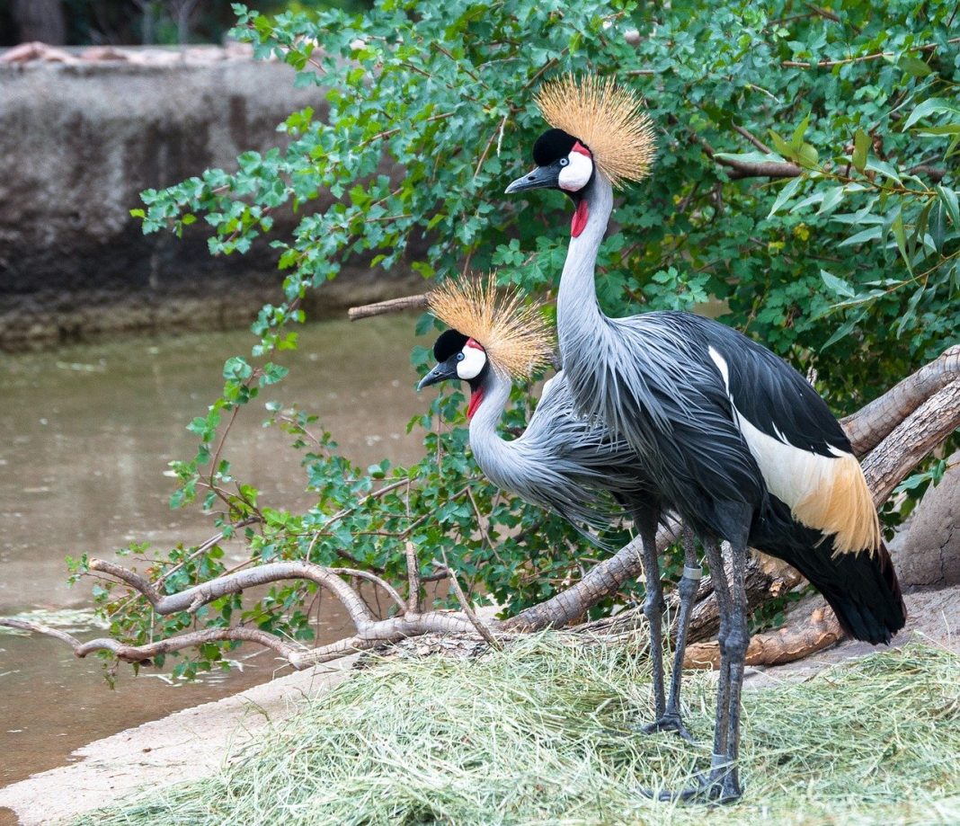 Cocorul încoronat (Balearica regulorum), o pasăre sedentară Cocorul încoronat (Balearica regulorum), o pasăre sedentară